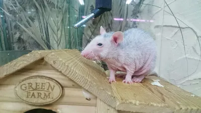 Лысая крыса-что это такое? | Пикабу