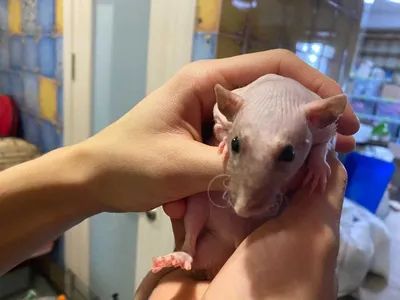 Домашние крысы (сфинксы, белые, дамбо, сиамы) – купить в Мурино, цена 270  руб., продано 4 июня 2019 – Грызуны