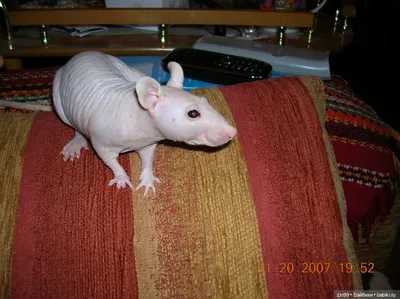 Крыса сфинкс в гамаке» — создано в Шедевруме