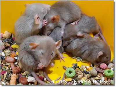 Крыса и сфинкс спят в кровати» — создано в Шедевруме