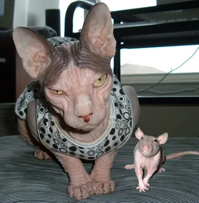 Крыса как маленький друг человека - Животные | Бэйбики - 183621