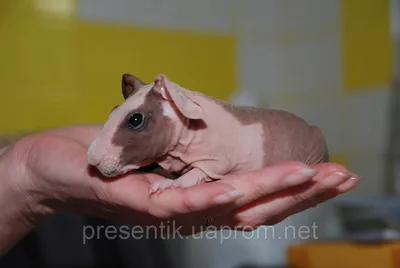 Кошка Сфинкс впервые увидела крысу, …» — создано в Шедевруме