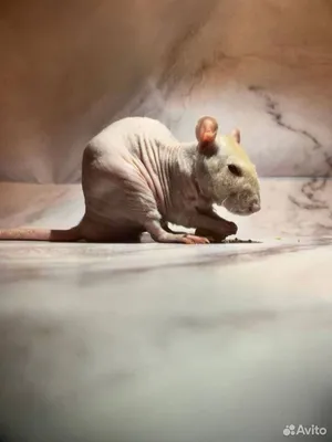 Крысы Дамбо сфинксы - «Все зависит от того, приручится или нет ИЛИ Не  покупайте уже взрослых крыс » | отзывы