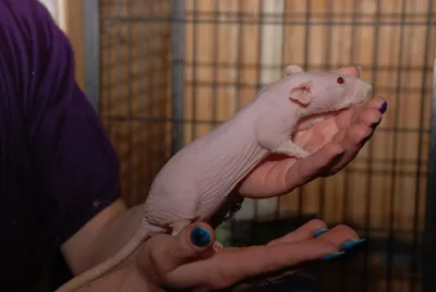 Гибрид Сфинкс+Крыса, Тело покрыто …» — создано в Шедевруме