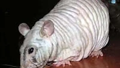 PetsPoint - Бесшерстная крыса (Голая крыса, лысая крыса,... | Facebook