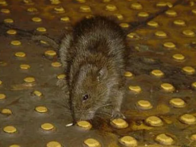 Вот такие вот крысы удивительных размеров водятся в московском метро -  ЯПлакалъ