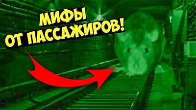 Путевая обходчица рассказала, есть ли в метро гигантские крысы - Газета.Ru  | Новости