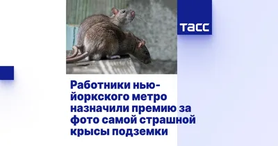 Крыса из метро поделилась пончиком с подругой и попала на видео: Звери: Из  жизни: Lenta.ru
