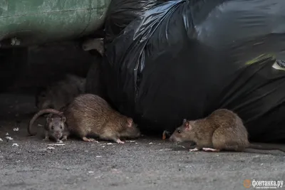 Нашествие крыс на палатку с шаурмой в Москве попало на видео - Мослента