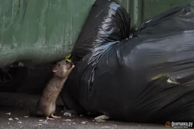 В Нью-Йорке жалуются на крыс - YouTube