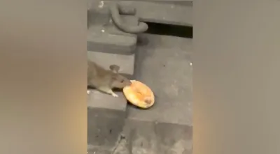 В булочной у метро «Текстильщики» заметили крысу, которая лакомилась  пирожками - Москвич Mag