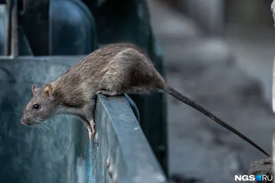 В Нью-Йорке стали предлагать крысиные туры - KP.RU