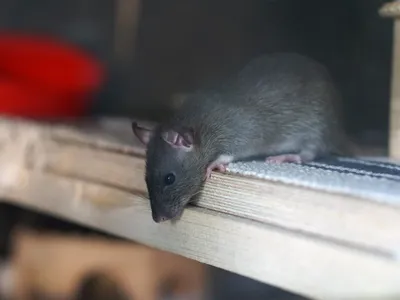 В поисках крыс, мутантов и интернета спустились в тоннели минского метро