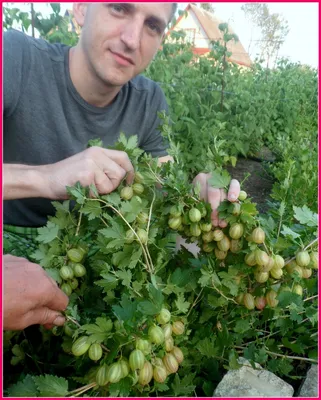 Крыжовник: высокоурожайные сорта - посадка, уход, фото, как вырастить и  собрать урожай - «Блог Флориум.юа» 2024