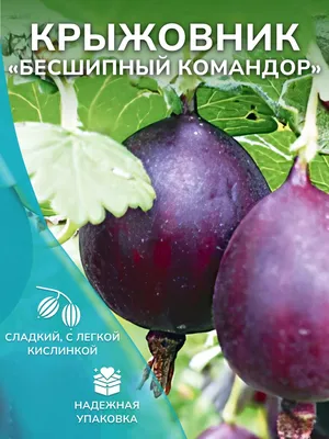 Крыжовник бесшипный Командор: 510 руб. купить саженцы почтой в  интернет-магазине «Полевая 4»