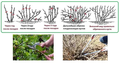 Крыжовник красный, Крыжовник безшипный красный в интернет-магазине  недорого, Крыжовник безшипный красный в Калуге Плодово-ягодные растения  Интернет магазин Садовая лавка, товары для садоводов