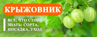 Особенности выращивания крыжовника: общие принципы ухода и подбор  сортимента | АППЯПМ