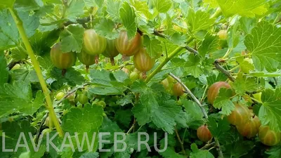 Болезни крыжовника: бокальчатая ржавчина, мучнистая роса (сферотека),  септориоз (белая пятнистость), краевой некроз листьев (усыхание краев  листьев)