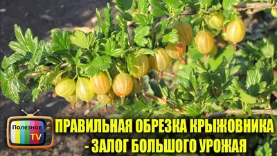 Посадка крыжовника осенью