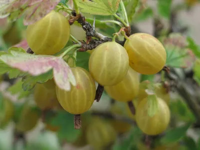 Крыжовник (Ribes grossularia `Русский желтый`) - Крыжовник - Кустарники -  Каталог - LESKOVO-PITOMNIK.ru