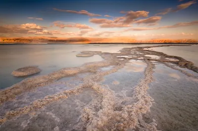 Кто живет в мертвом море? | Вокруг Света