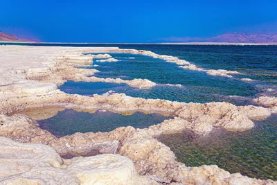 Кто живет в Мертвом море? Познакомьтесь с дикой природой