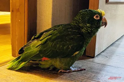 Семечки Зеленый попугай отборные соленые 190г - купить с доставкой |  Интернет-магазин Добрянка