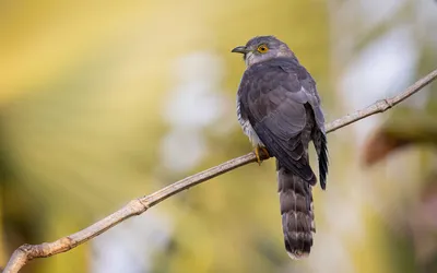 Кукушки: перелетные птицы без крыльев и колес» — создано в Шедевруме