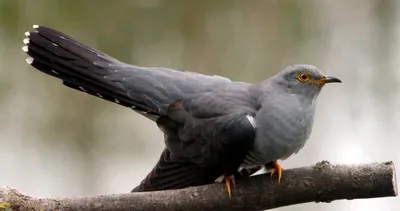 Кукушка: удивительное поведение и последствия паразитизма для других птиц»  — создано в Шедевруме