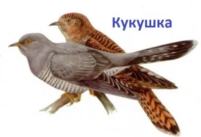 Кукушка #кукушка #cuckoo #bird #wildlife #птица #дикая природа#кукушка  #cuckoo #bird #wildlife #птица #дикая природа Photogr… | Птицы, Фотографии  животных, Животные