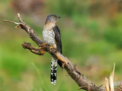 Малая кукушка - eBird