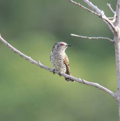 Кукушка - eBird