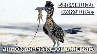 Обыкновенная кукушка | Животный мир и природа Красноярского края