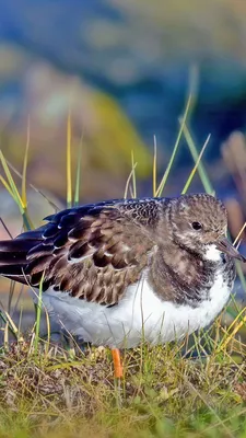 Ходулочник - охотничья птица, болотная дичь