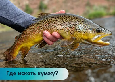 Кумжа Salmo trutta L.,1758.... - Заметки о лососеобразных | Facebook