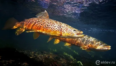 Salmo trutta (Кумжа) | ВСЕ О ПРЕСНОВОДНЫХ РЫБАХ