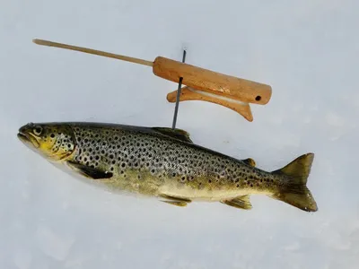 Кумжа (Salmo trutta) | FishingBY.com