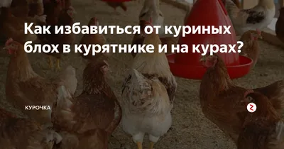 Если у кур появились блохи, как выводить и чем обработать помещение |  Фермерс | Дзен