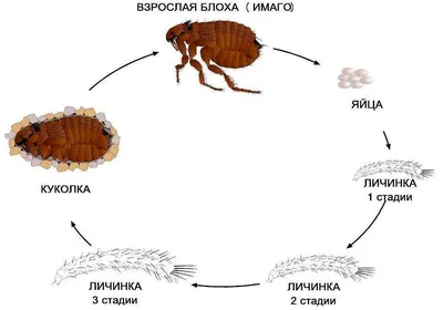 Купить Средство от домашней блохи, вшей, куриной блохи в Украине недорого |  доставка из Польши - Киев, Днепропетровск, Харьков, Львов, Житомир,  Черкассы, Одесса, Николаев, Ужгород, Тернополь, Хмельницкий.