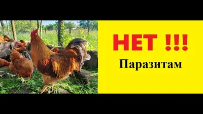 Куриный Клещ в Квартире - Марафет