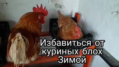 Как избавиться от куриных вшей, блох и клещей