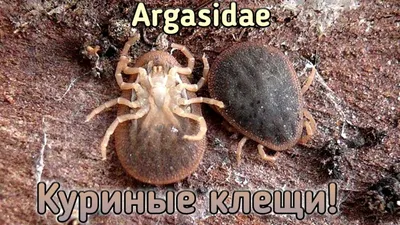 Аргасовые клещи наступают. Argasidae паразитирующие на домашней птице -  YouTube