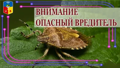 Как мы избавились в курятнике от ПУХОЕДА, ПЕРОЕДА, ВШЕЙ и КУРИНОГО КЛЕЩА -  YouTube