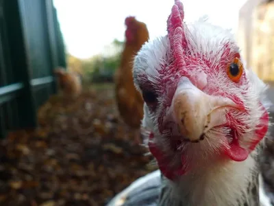Курица бегает без головы у стола» — создано в Шедевруме