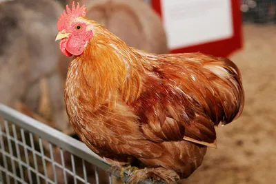 Боогатая курица без головы» — создано в Шедевруме