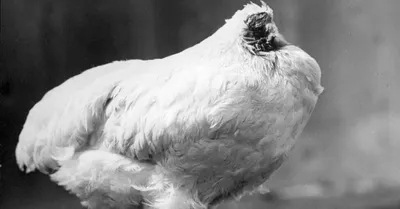 Безголовый петух из США прожил 1,5 года: интересный факт о птицах