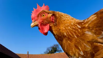 Курица Крупным Планом Головы Молодой Курицы На Ферме — стоковые фотографии  и другие картинки Без людей - iStock