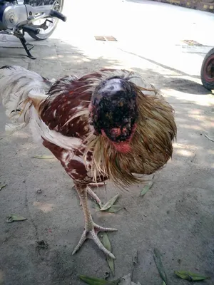 Эта курица уже больше недели живет без головы