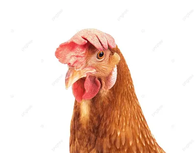 Цыпленок с разноцветной головой и желтой головой. | Премиум Фото