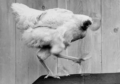 целая сырая курица без головы Стоковое Фото - изображение насчитывающей  вкусно, быстро: 263469122